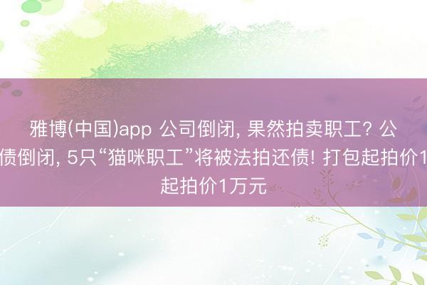 雅博(中国)app 公司倒闭， 果然拍卖职工? 公司欠债倒闭， 5只“猫咪职工”将被法拍还债! 打包起拍价1万元