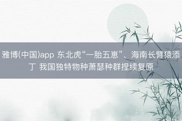 雅博(中国)app 东北虎“一胎五崽”、海南长臂猿添丁 我国独特物种萧瑟种群捏续复原